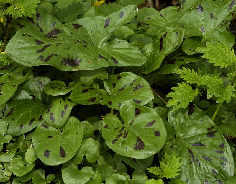 Arum maculatum. Foliage.