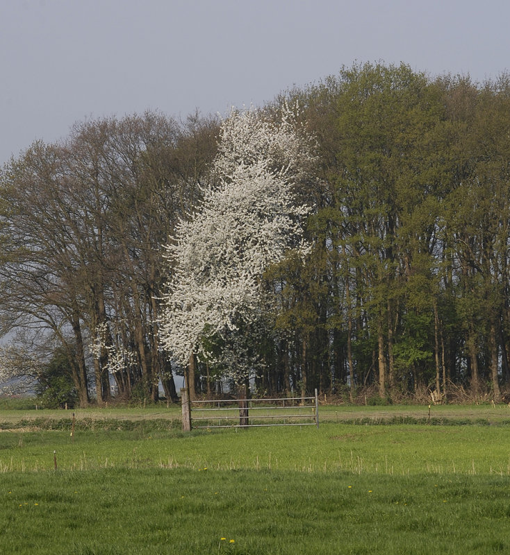 Prunus avium.