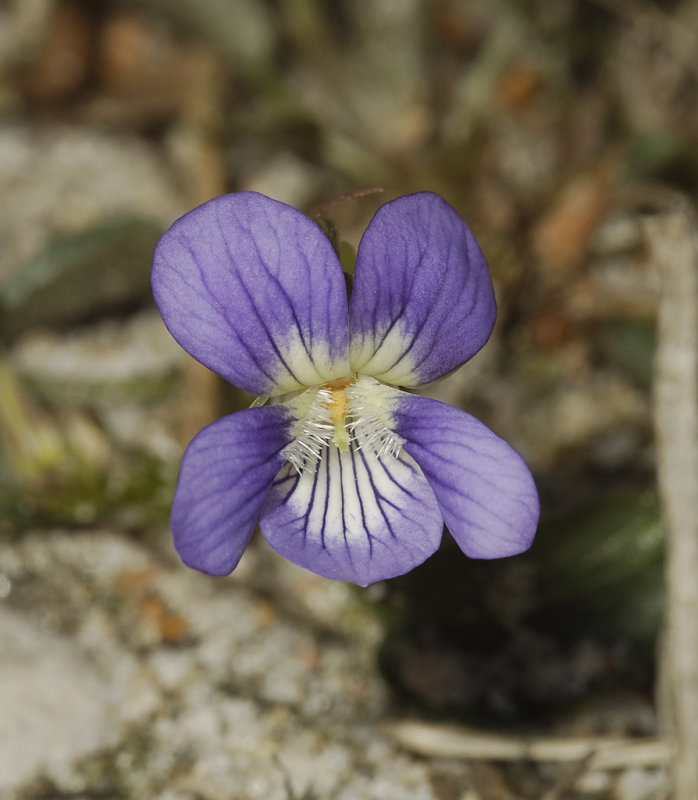 Viola canina. Nice clone.