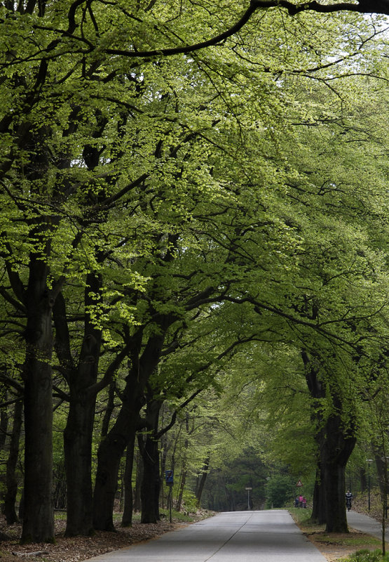 Fagus sylvatica. Alongside a street.