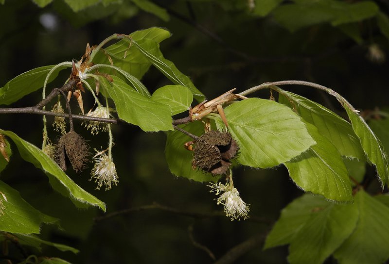Fagus sylvatica. Male flowers and old fruits.