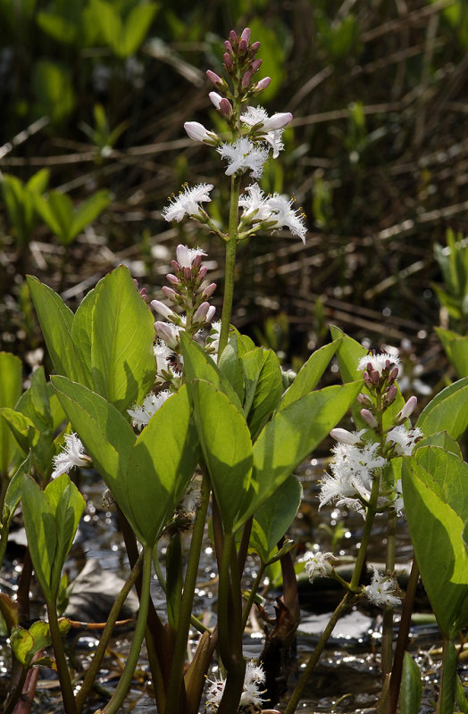 Menyanthes trifoliata.