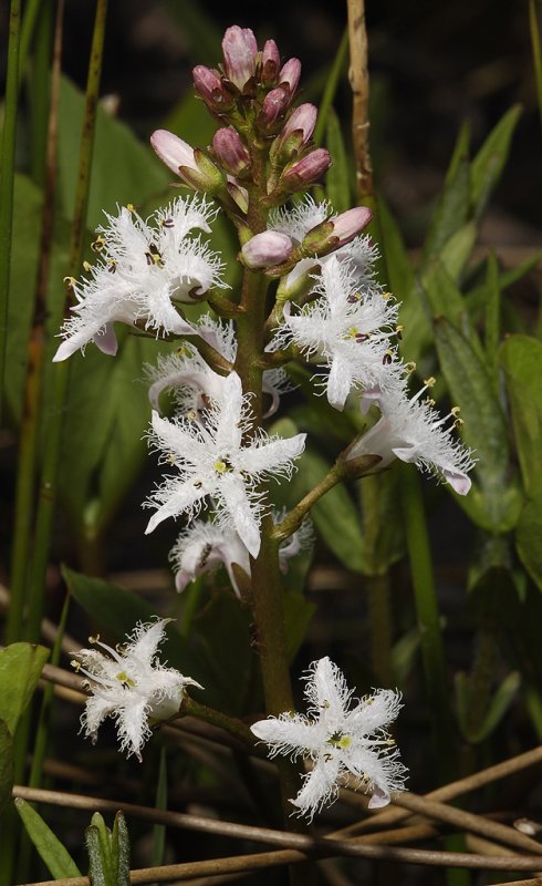 Menyanthes trifoliata. Spike.