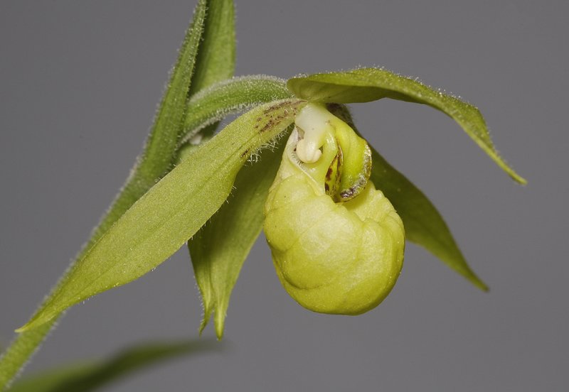 Cypripedium henryi. Close-up side.