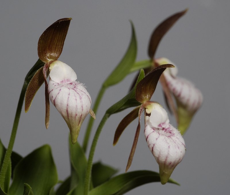 Cypripedium plectrochilum.
