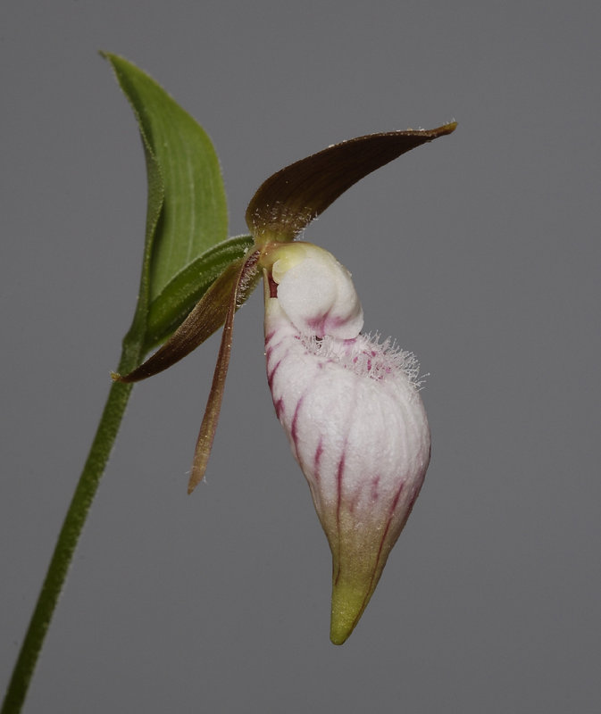Cypripedium plectrochilum. Close-up.