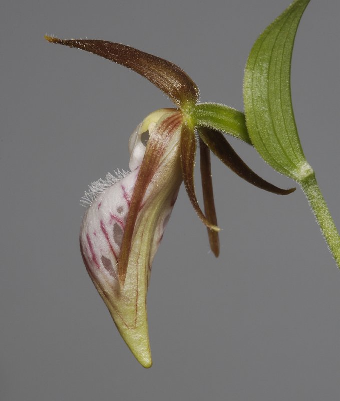 Cypripedium plectrochilum. Close-up back.