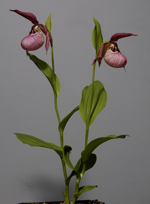 Cypripedium x ventricosum.