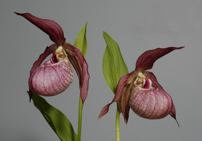 Cypripedium x ventricosum.