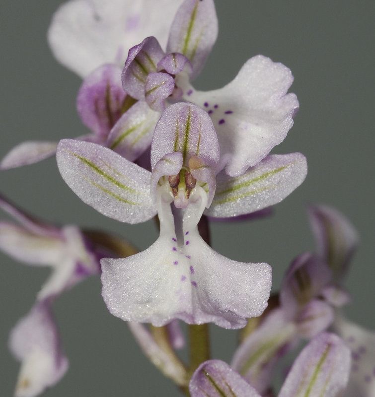Orchis anatolica. Close-up.