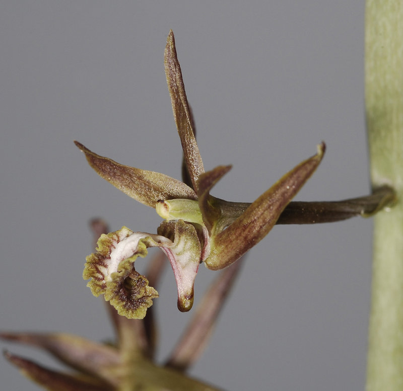 Eulophia andamanense. Close up side.