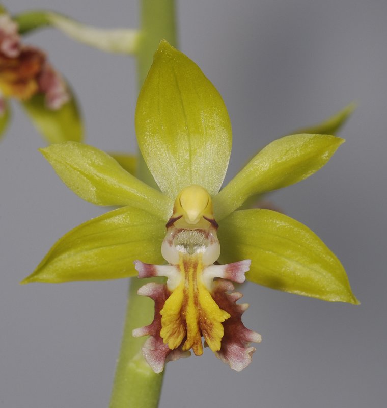 Calanthe tricarinata. Close-up.