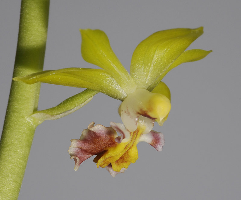 Calanthe tricarinata. Close-up side.
