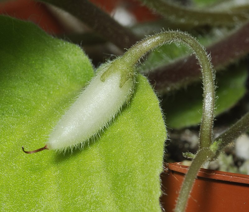 Saintpaulia difficilis. Fruit.