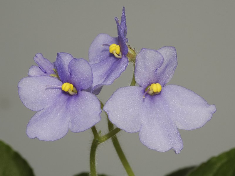 Saintpaulia species RBG Kew. Maybe S. rupicola. Close-up.