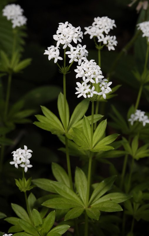 Galium odoratum.