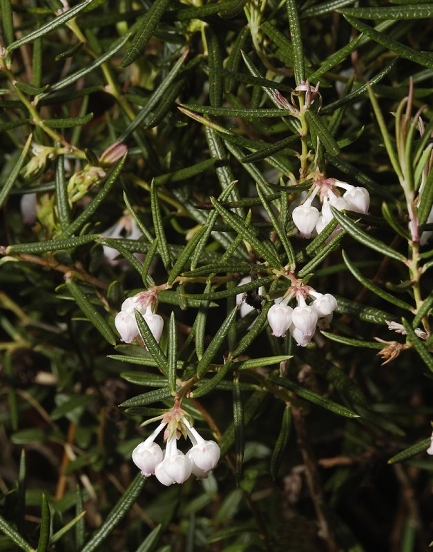 Andromeda polifolia.