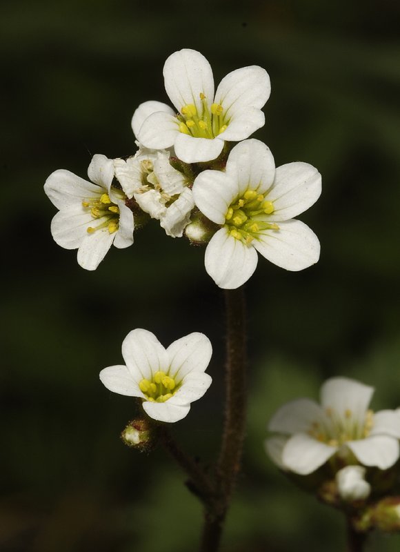 Saxifraga granulata. Close-up.