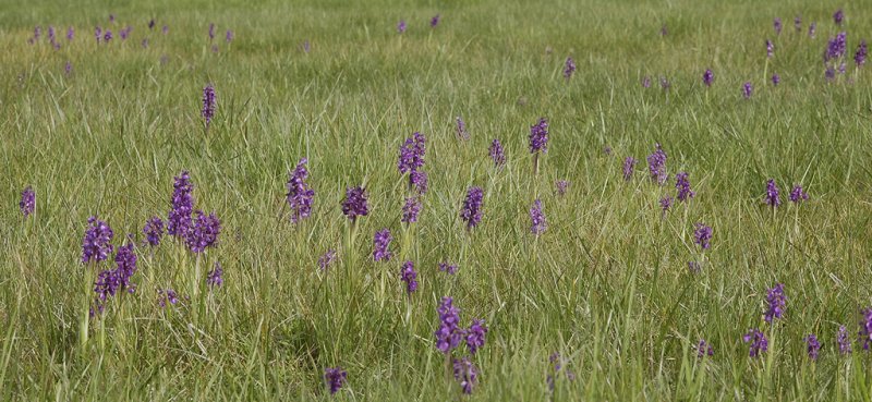 Anacamptis morio in field.