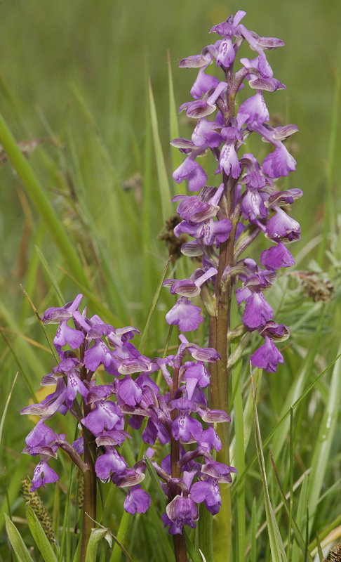 Anacamptis morio. Closer