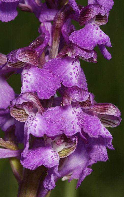 Anacamptis morio. Close up.