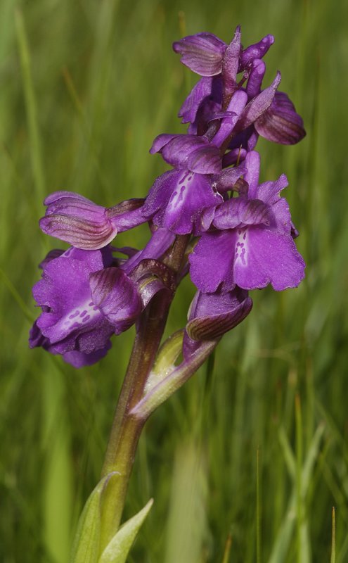 Anacamptis morio. Close up. Dark form.