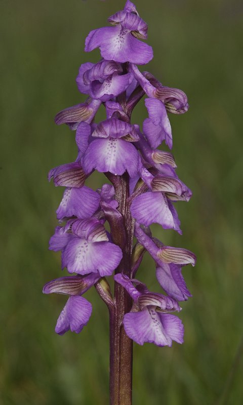 Anacamptis morio. Small markings on lip.