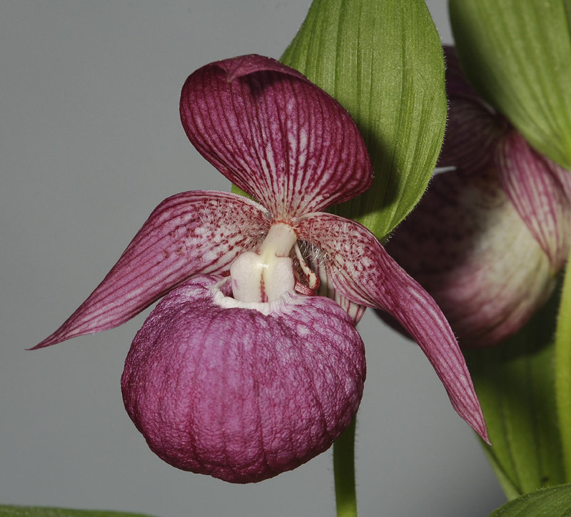 Cypripedium franchetii. Dark.