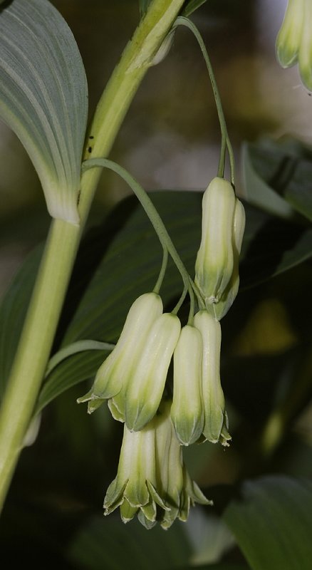 Polygonatum multiflorum. Close-up.
