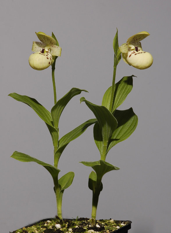 Cypripedium flavum.