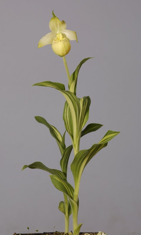 Cypripedium flavum Variegatum.