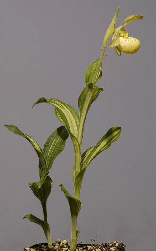 Cypripedium flavum Variegatum side.