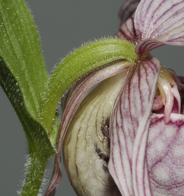 Cypripedium franchetii pale. Detail.