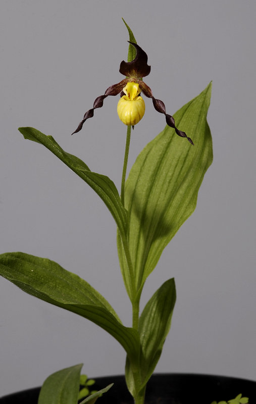 Cypripedium parviflorum var. makasin.