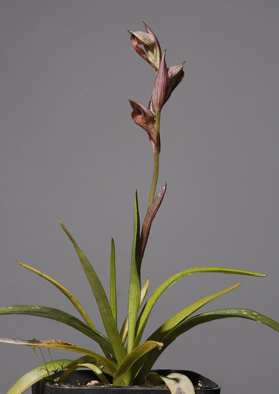 Serapias vomeracea.