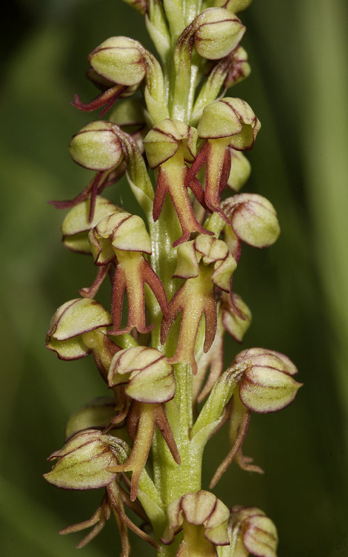 Orchis anthropophora. Closer.
