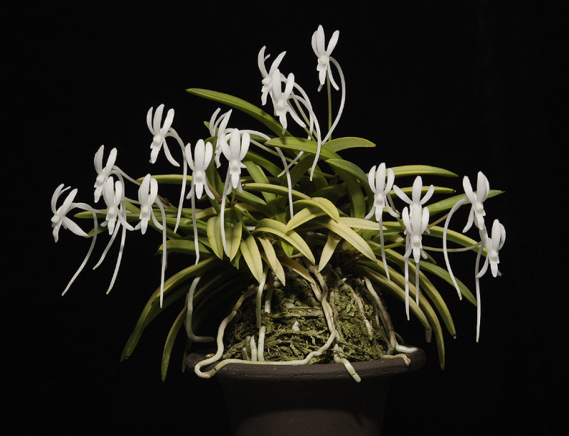 Neofinetia falcata Kinroukaku.