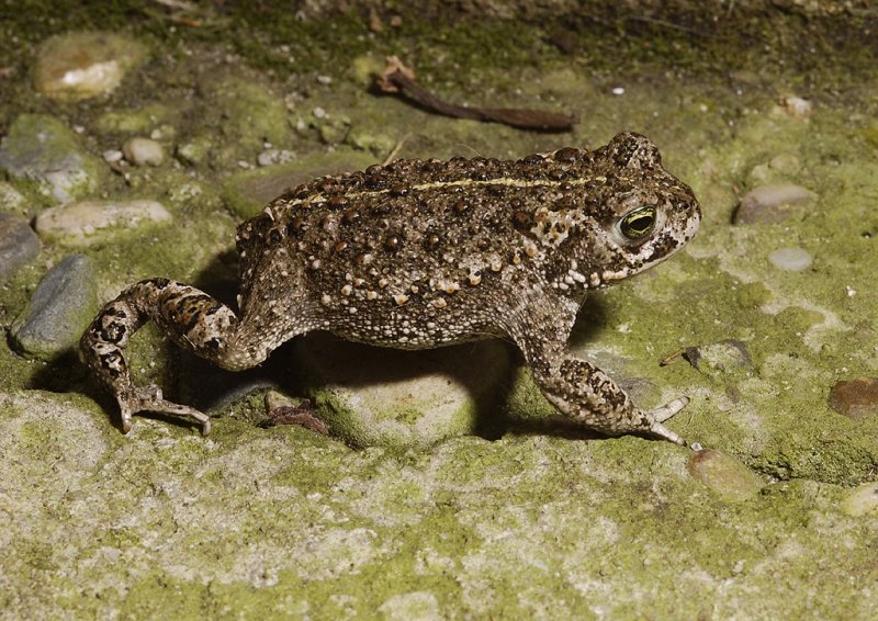 Bufo calamita. Walking.