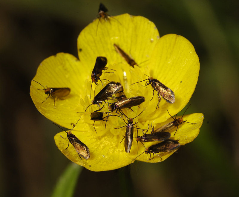 Tiny golden moths (Adelidae sp.) in buttercup.