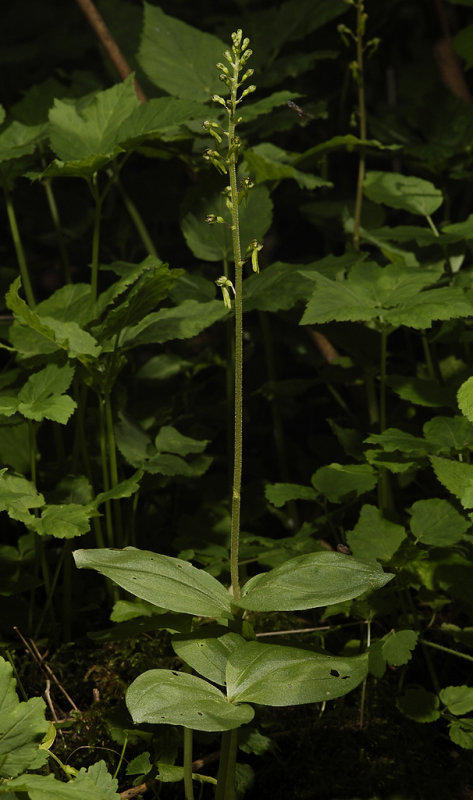 Neottia ovata.