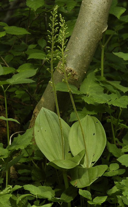 Neottia ovata.