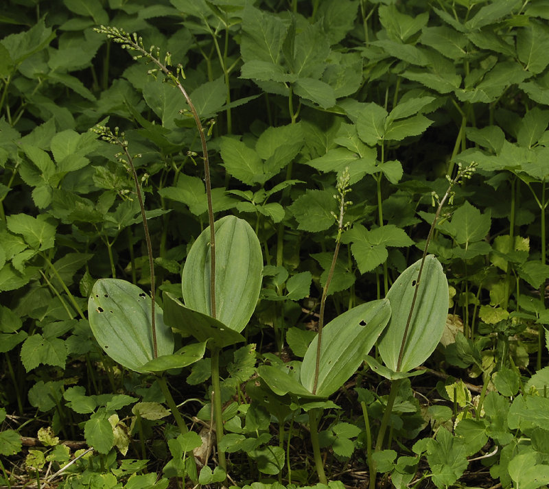 Neottia ovata.