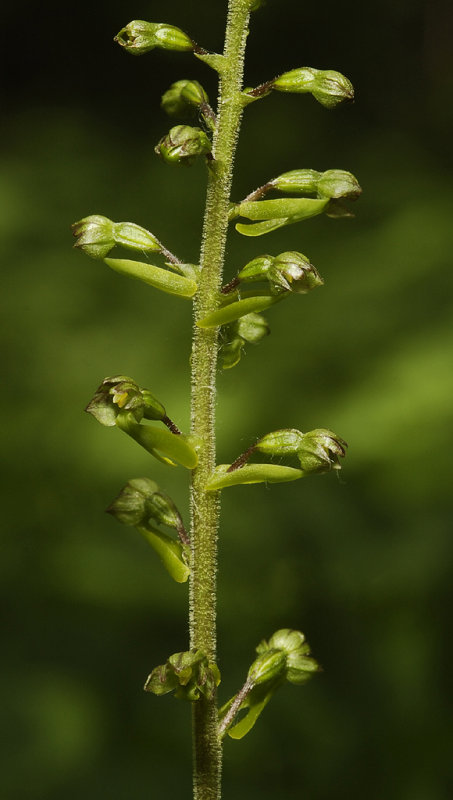 Neottia ovata . Closer.