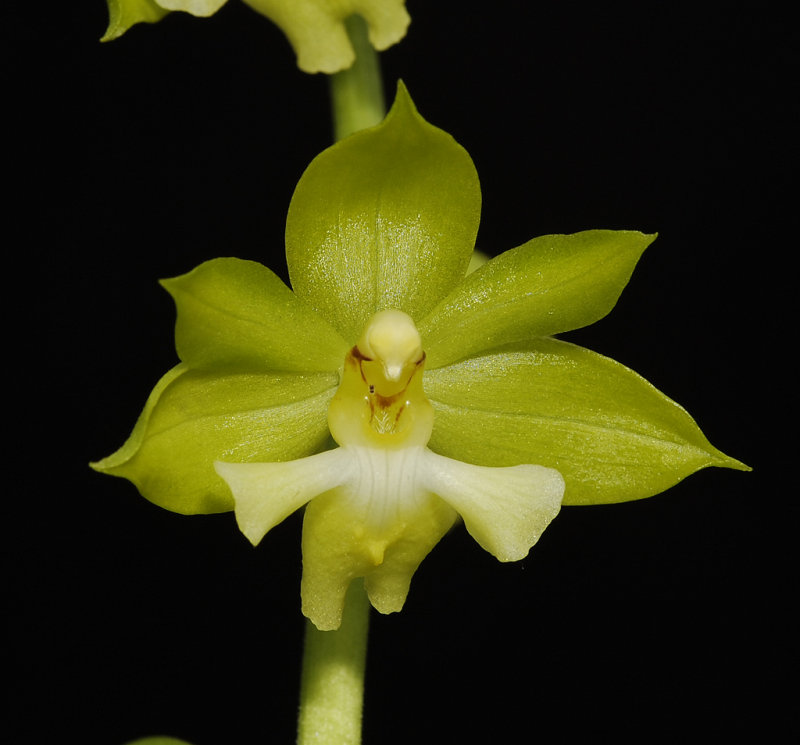 Calanthe species. China.(Close to C. tricarinata)
