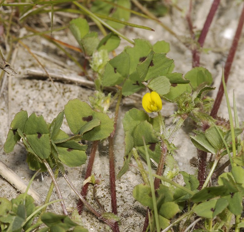 Medicago arabica.