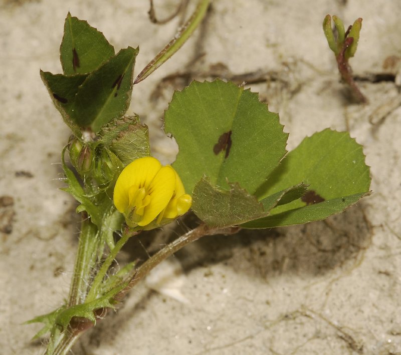 Medicago arabica. Close-up.