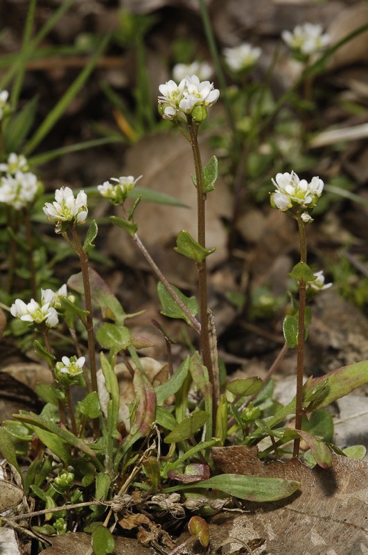 Cochlearia danica.