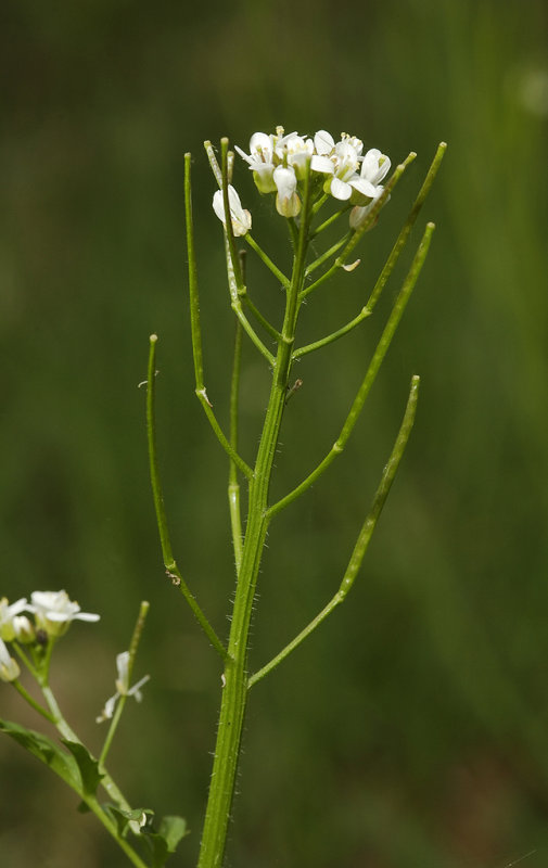 Cardamime flexuosa. Closer.