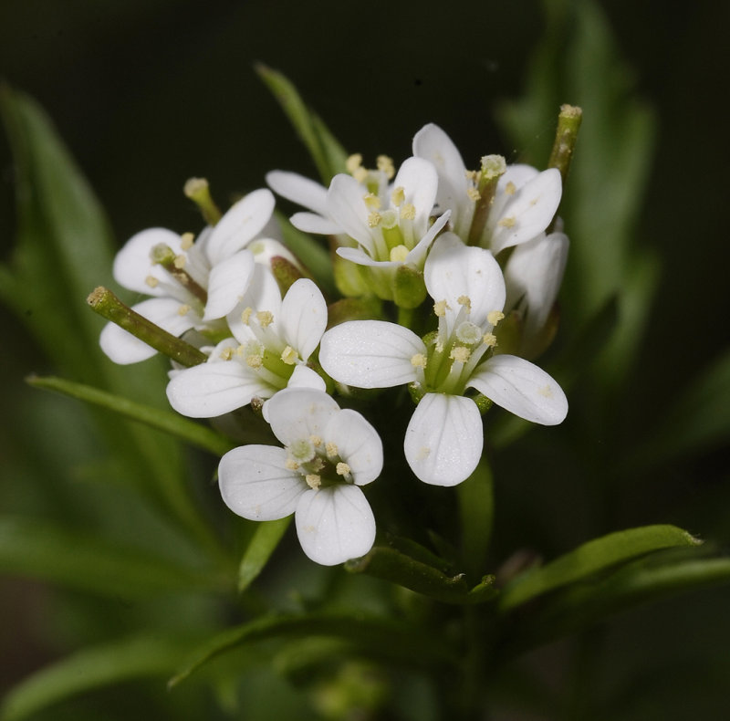 Cardamime flexuosa. Close-up.