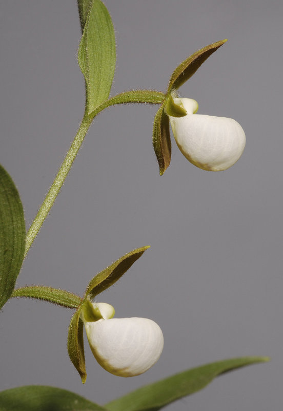 Cypripedium californicum.Closer up side.jpg